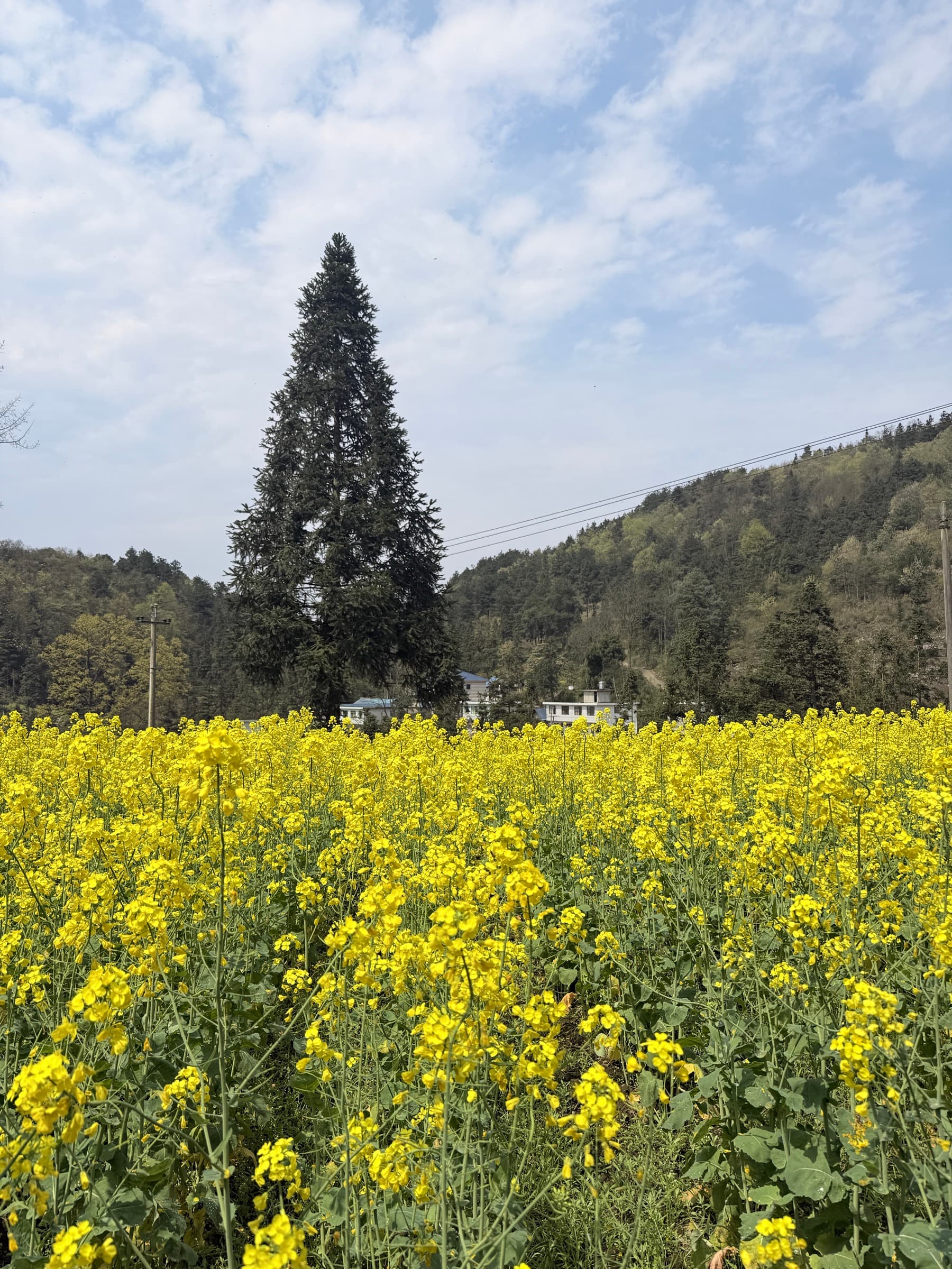 A rapeseed field in full yellow bloom beneath a tall pine in rural Guizhou