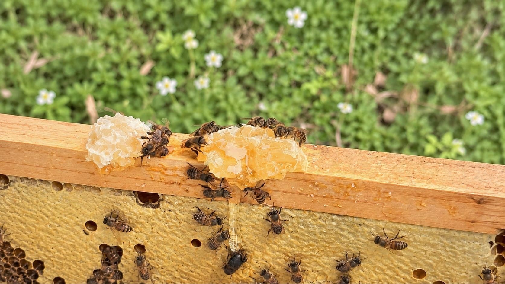 Bees on the top bar of a hive frame, honey dripping from fresh burr comb, wildflowers behind