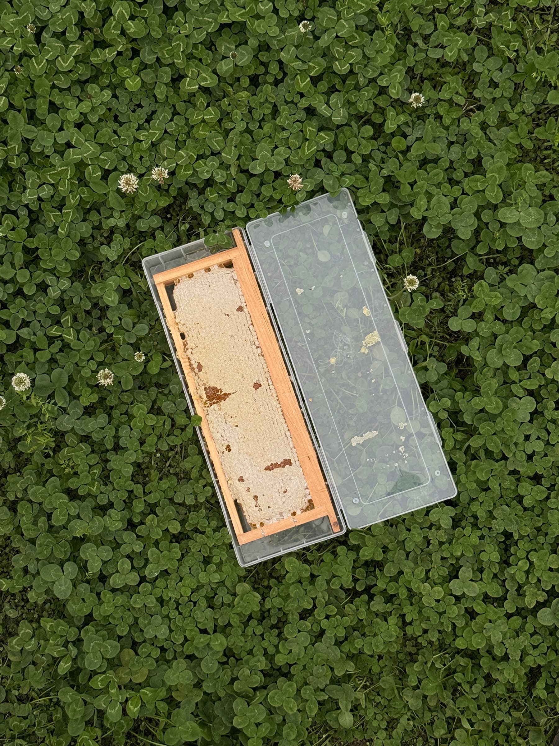 A wooden honey frame laid on a bed of clover