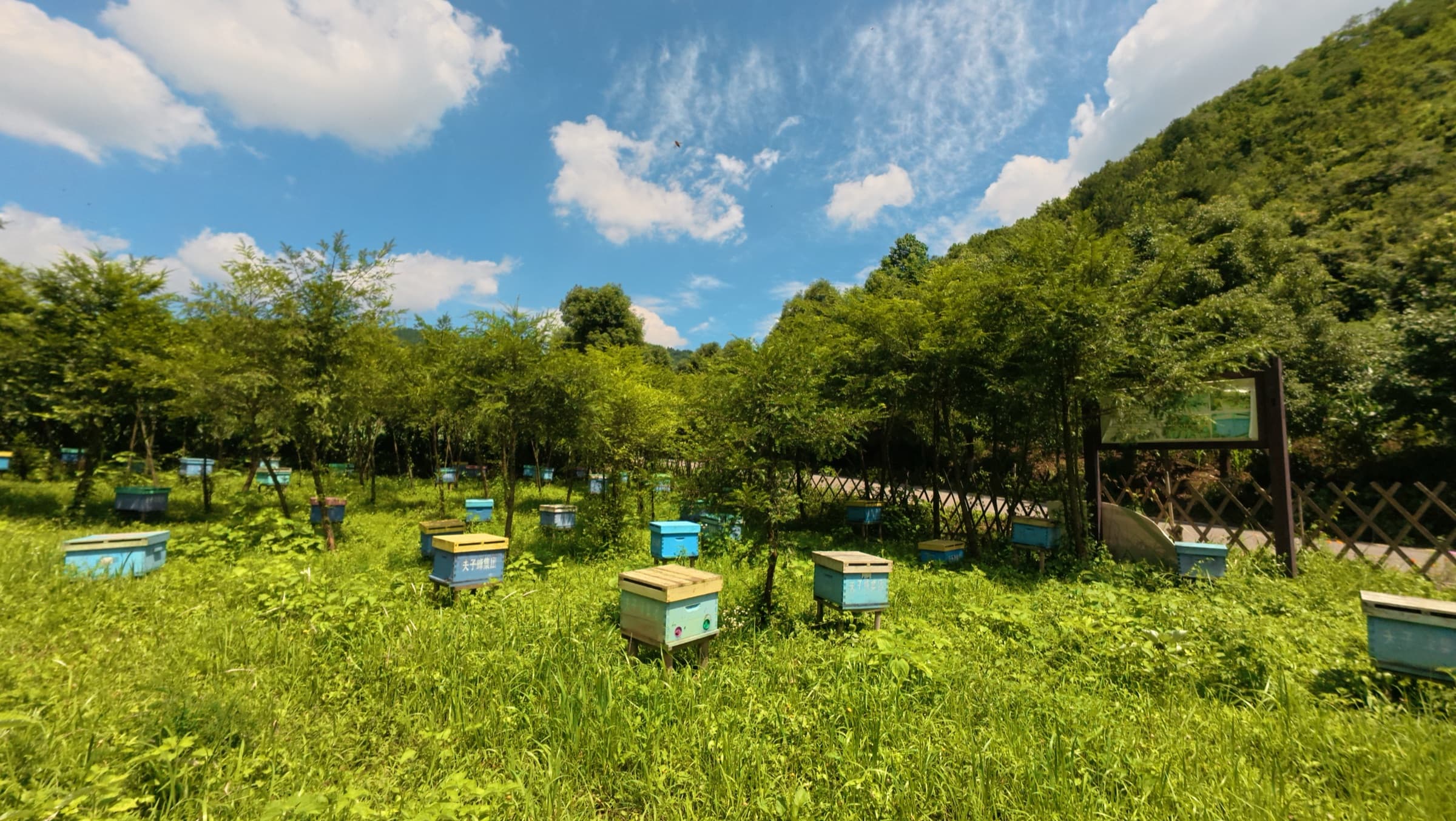 Aerial view of an apiary in a Guizhou valley clearing